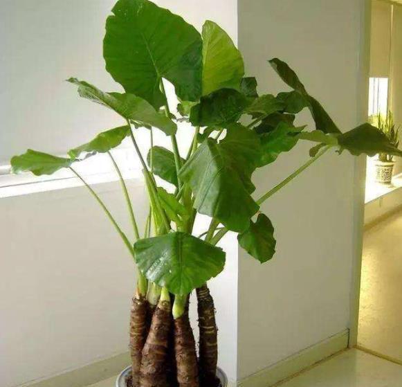 家里养了4种花,旁边的花草很难长好,都来看看你家养过几种?