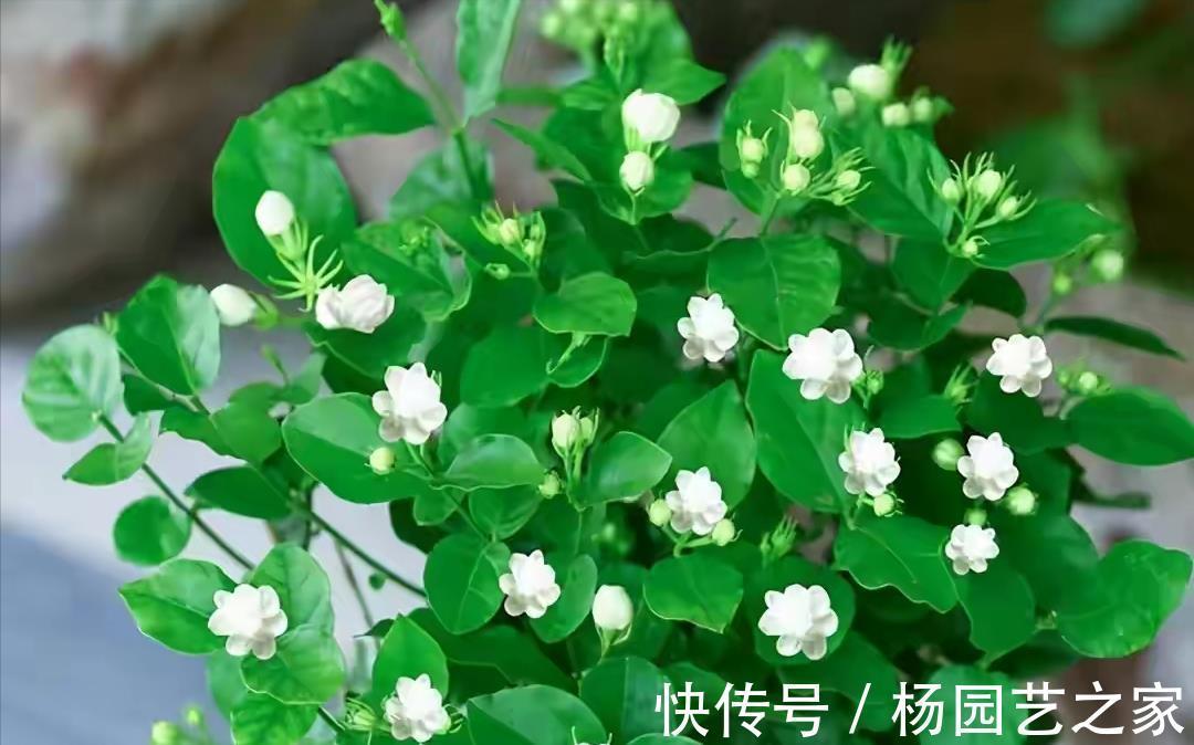 剪剪|5种漂亮花，现在修修剪剪，坐等秋天，花开爆盆