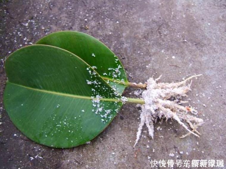 花卉|4类花卉，可以拿叶子繁殖，新手也能扦插养活