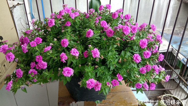 光照|新手养花选这种,好养易活,花美似牡丹,全年开花不停,值得入手