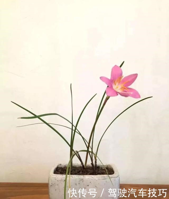 花期|这8种懒人花，花期长，好看又好养！这8种懒人花，花期长，好看又好养！