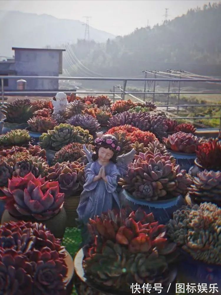 遇见,是一生!遇见多肉,是我的余生和全部!