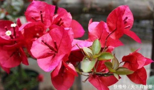 几款花卉,好养易活颜值高,花期长达200天,阳台养出小花园