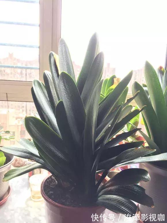 施肥|路边捡来4种小东西,丢在盆底,一年不用施肥,也不怕烂根!