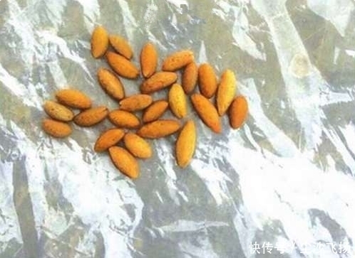 雷姓村民在瘦弱家禽体内掏出异物,意外收获250万