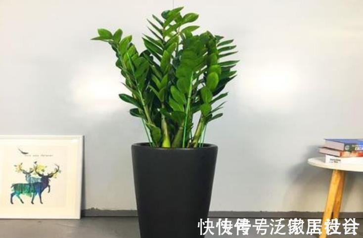 5种花卉自“带钱”,寓意美好招财进宝,有钱人家都会养几盆