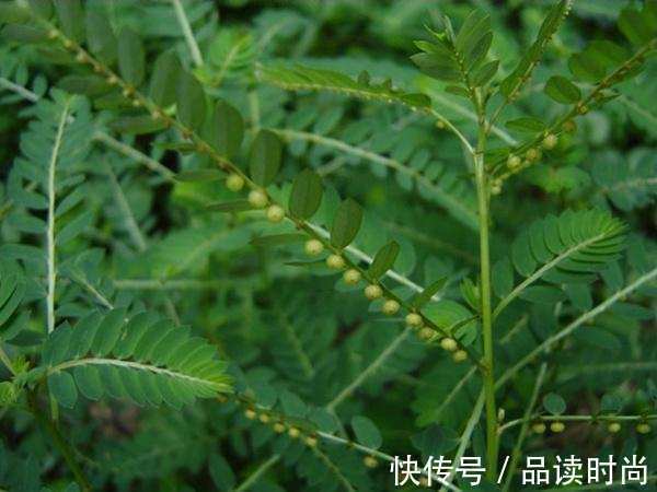 农村|有种草叫“牙疼草”,生在农村形似含羞草,如今市场上一斤80元