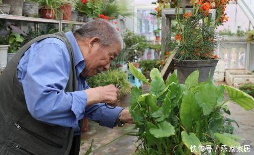 鸡蛋壳|养花大爷透露这3种“废渣”养花，比生根水还好用，养1盆爆1盆