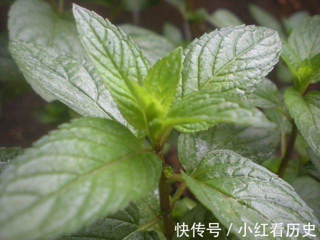 腹部脂肪|10种可以减少腹部脂肪的食物