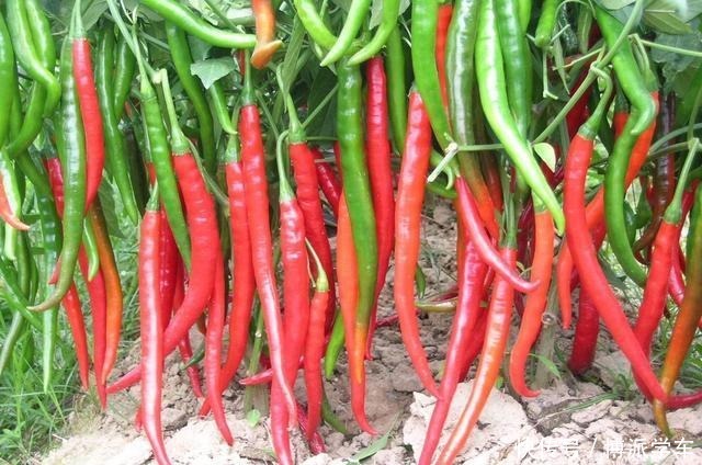 学会了这3种方法,再也不用担心植物生长没有劲了!