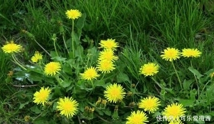 救心菜救心菜|这些野菜是血压和血脂的克星，还抗癌、美容，抗衰老，可别错过了