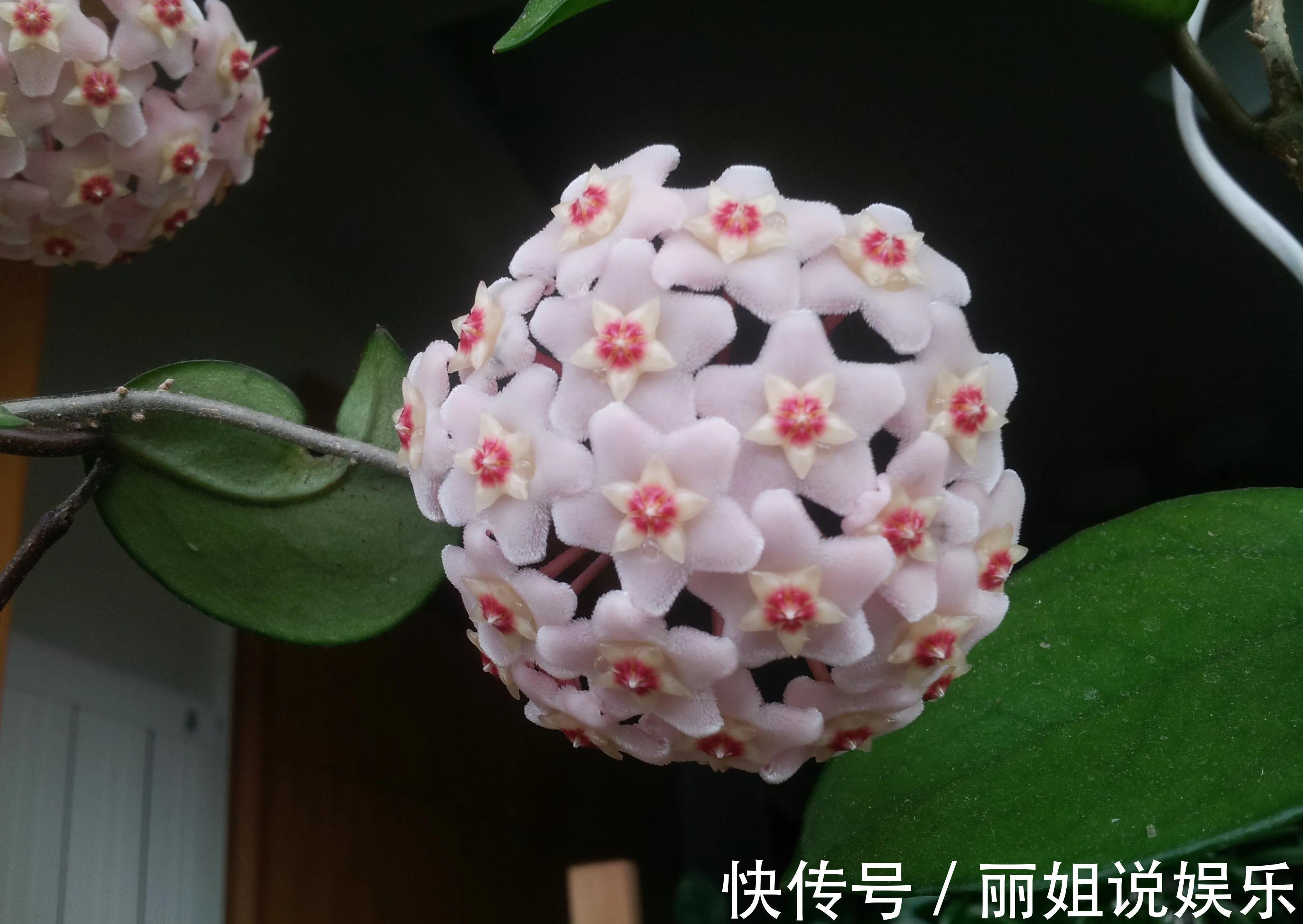 别再乱花冤枉钱,家里养棵球兰,花球一个接一个,鲜艳又灿烂