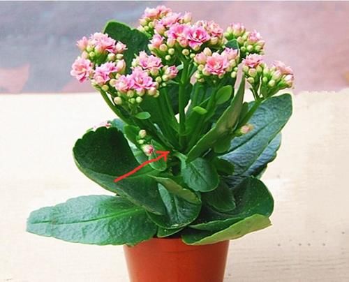 六种花卉能自动生根，插到土里就活，养护简单插扦更容易