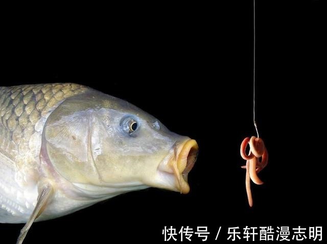 冬天钓鱼,蚯蚓和红虫哪个效果更好老钓手告诉你答案