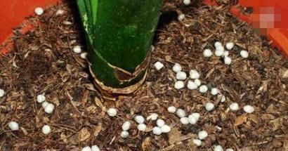 土培君子兰|土培君子兰,盆里丢个“它”,疏松透气不烂根,蹭蹭的窜花箭