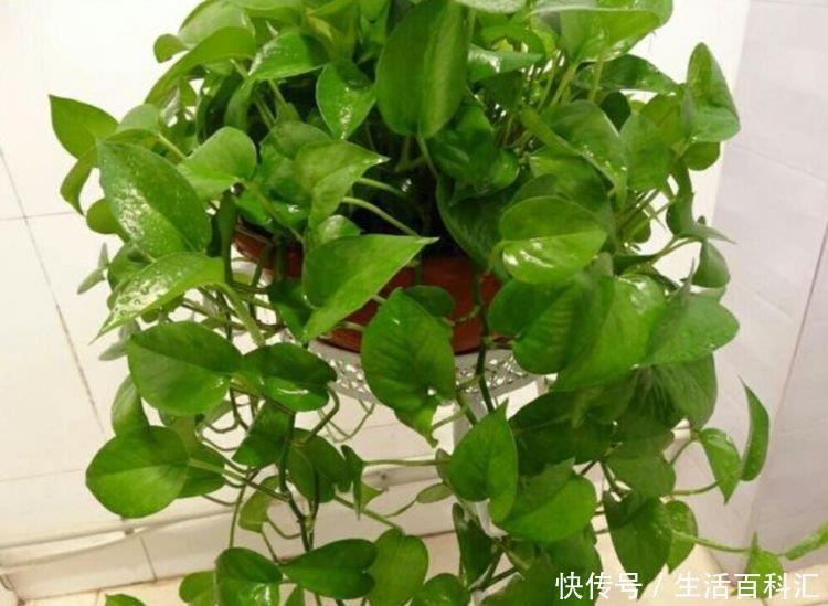 家里养上4种花,空气清新,招财又旺家,越养越富贵!