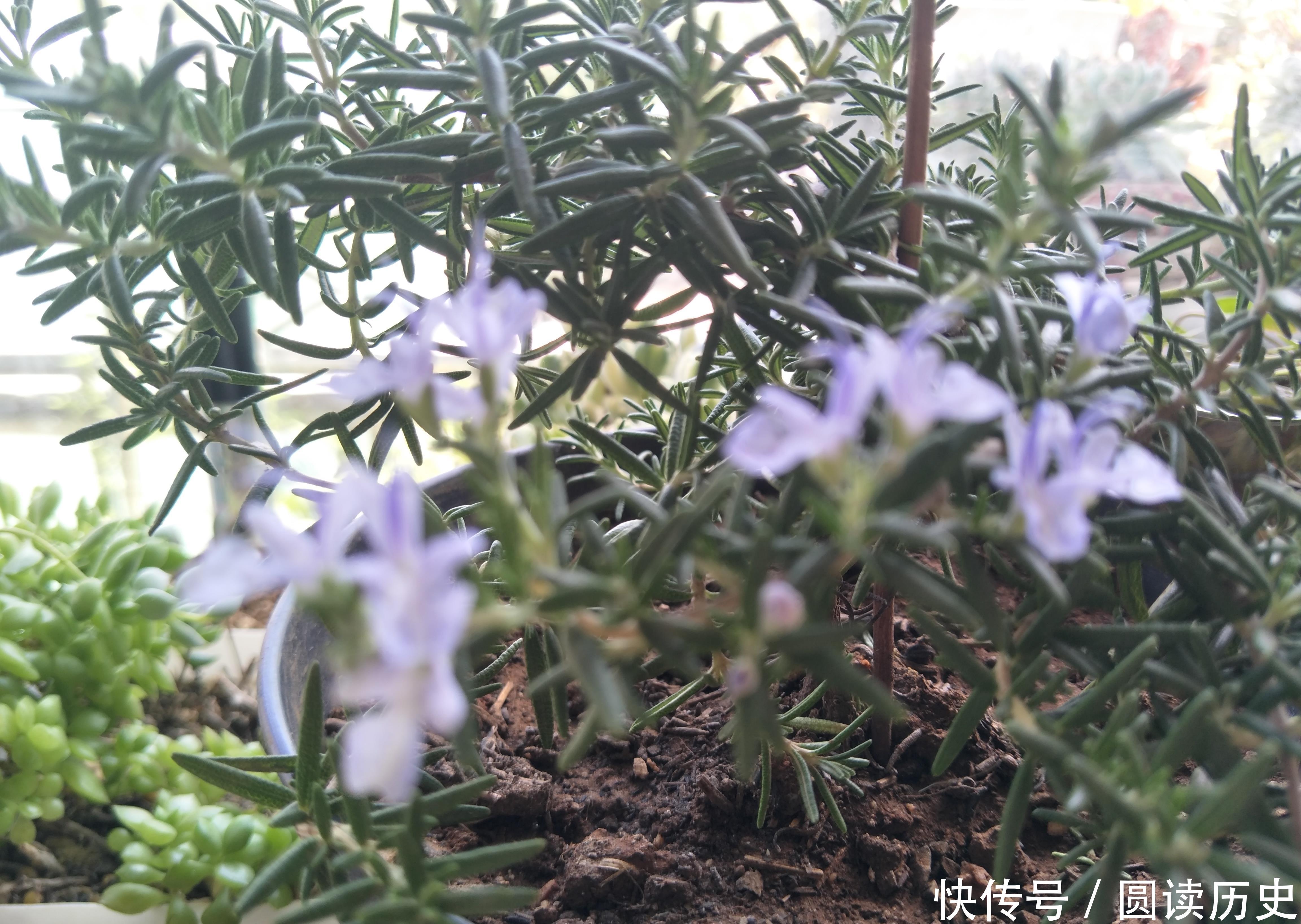 4种生命力顽强的植物,“见”土就活,给点阳光,植株旺盛开花多