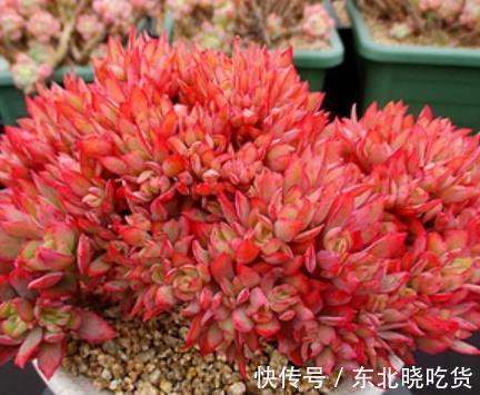 专为新手而生的多肉植物,冬天冻一冻颜色更靓丽,值得拥有