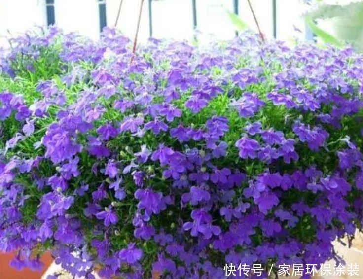 财运亨通|4种高颜值“网红花”,吉祥添富贵,家里财运亨通,旺运一整年