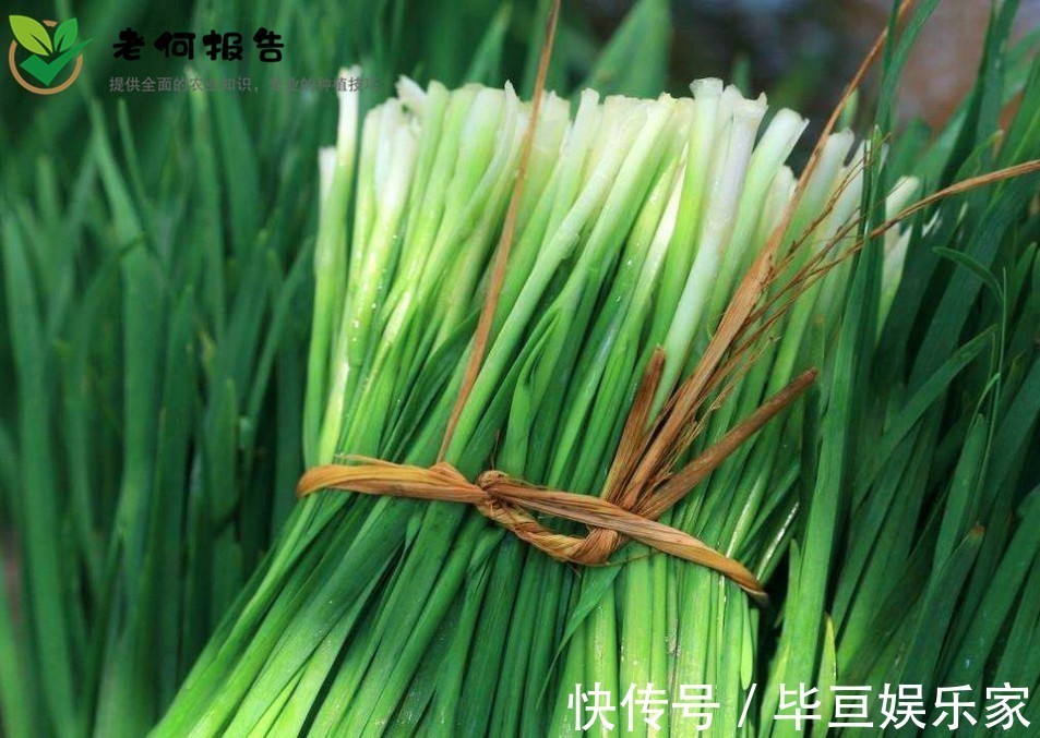 韭菜|韭菜补肾健胃,延缓衰老,重视韭菜的苗期管理,种出优质的韭菜来