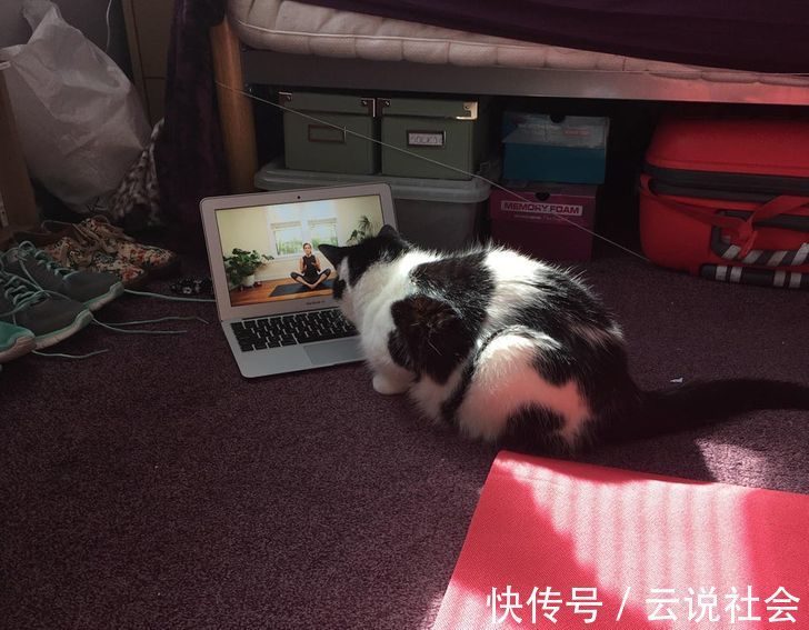 宠物|姿势比人类还专业？20个「宠物做瑜伽」的爆笑瞬间