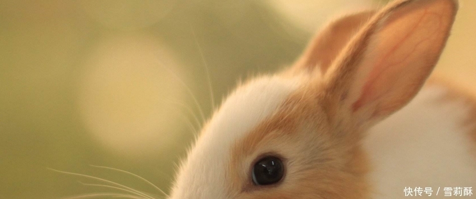 生肖兔|真心的三生肖，足够深情，一眼看去便定下一生一世！
