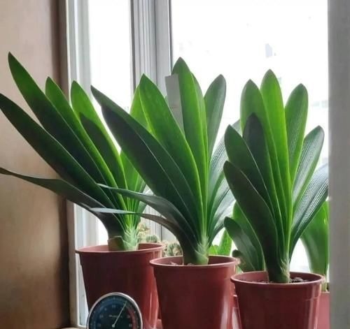 君子兰还不抽箭?“戴个帽子”最好使,坚持20天,开花太容易