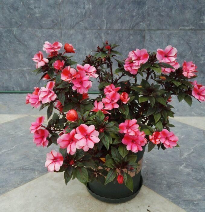 红光|喜欢菊花的话,养花罗的优秀名字菊花就行了桃子像吐红霞一样,红光要掉下来了欣赏