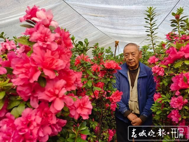 新春走基层｜昆明这里的杜鹃花绑扎起来卖