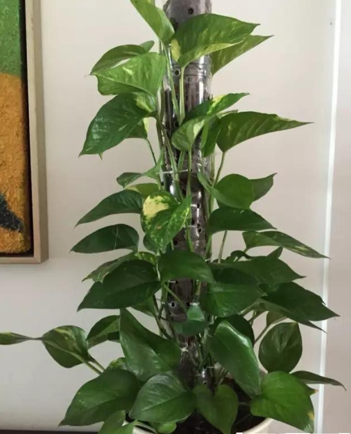 塑料瓶|隔壁大爷把“塑料瓶子”绑起来，绿萝盆栽，被他养成一棵绿萝树