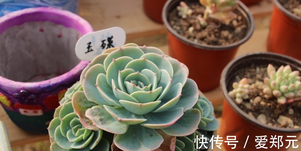 爆盆|蒂亚怎么爆盆,蒂亚养殖注意事项