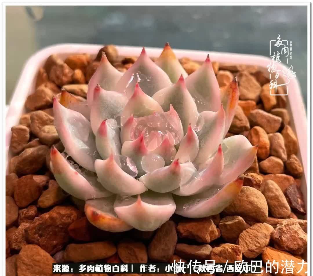 从景天到水泡和肉锥,那些年阳台种植多肉的历程!