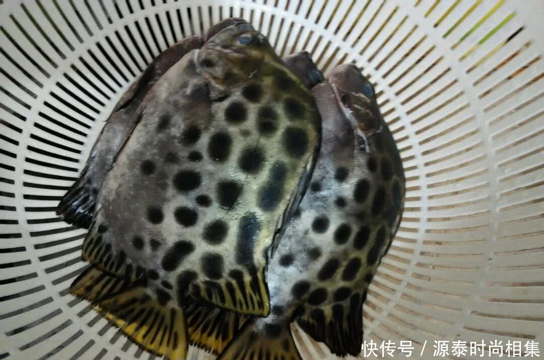 选择|买鱼就选择这5种鱼,刺很少,味道还特别鲜美,是烹饪的好食材!