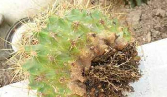 养护|仙人球出现腐烂,先不要扔掉,跟着养护专家学起来!