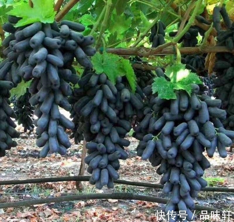 种树|院子里不要乱种树,这6种树不仅能添福旺宅,还能招财纳福