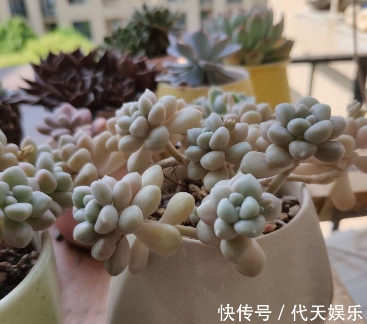 多肉就得懒人养，水越少越不管，呼呼爆出一大盆！