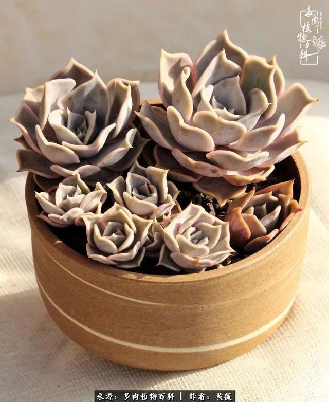 养了三年多肉，终于明白佛系养肉才是王道！