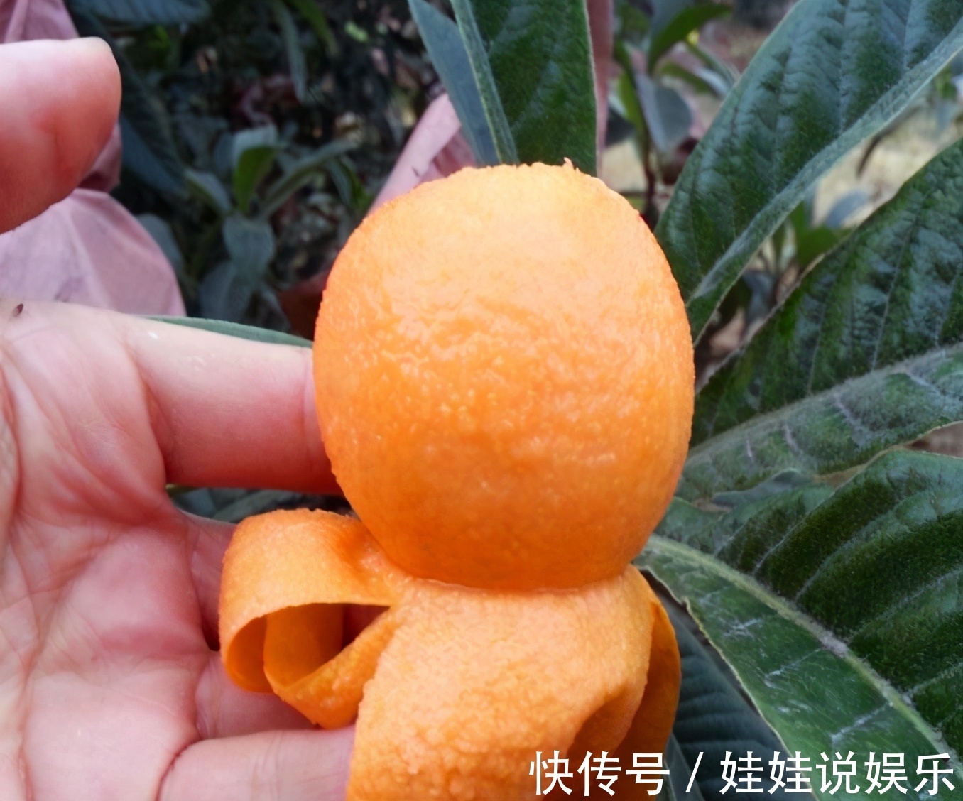 家里有院子，4种果树别嫌弃，好看好养活，比养花强