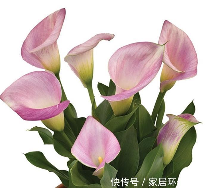 六种花就不怕浇水,浇水越多长势越茂盛,实践与经验分享