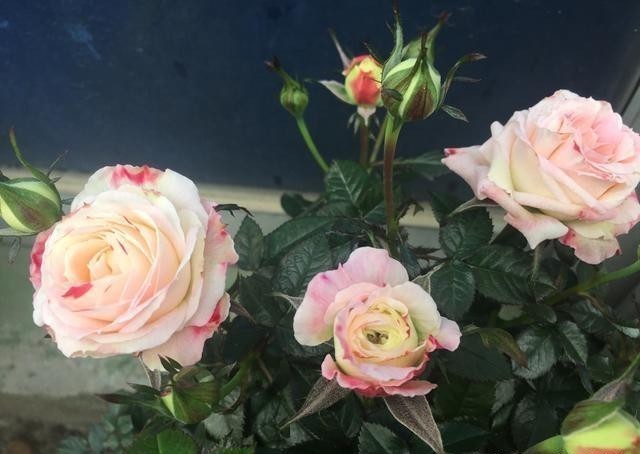 妖精|此花,美过玫瑰,艳过牡丹,四季开花花期长,比养兰花强多了!