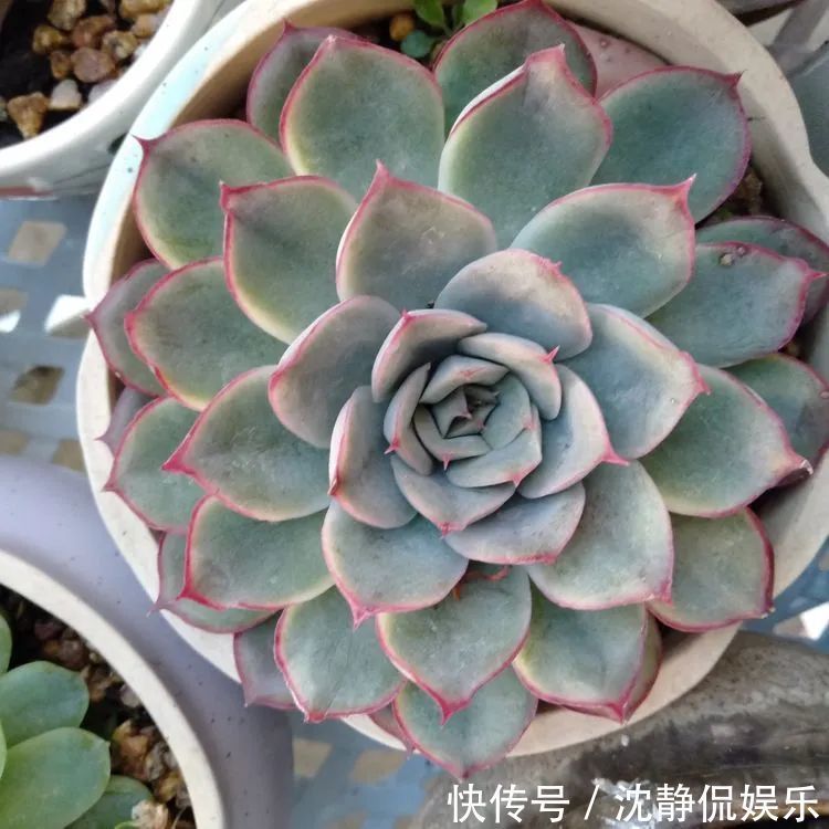 昂斯诺|一直都养不活花,直到遇见了多肉!只要用心,就能变美!