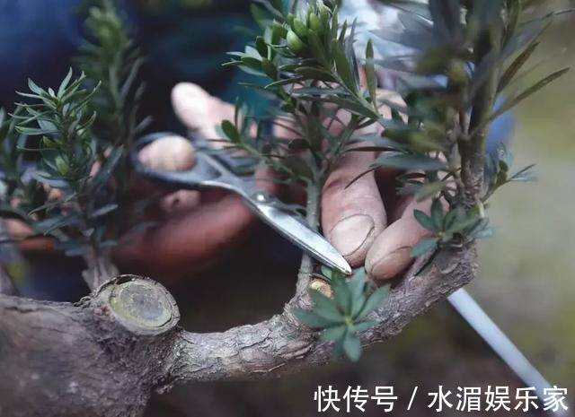 老花匠|养花修剪“学问大”,老花匠教你怎么修剪,才能突突冒花!