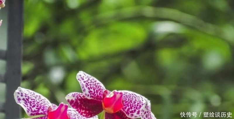 成全|郑板桥信手拈来的一首诗,题写在自己画作上,成全了兰花的美名!