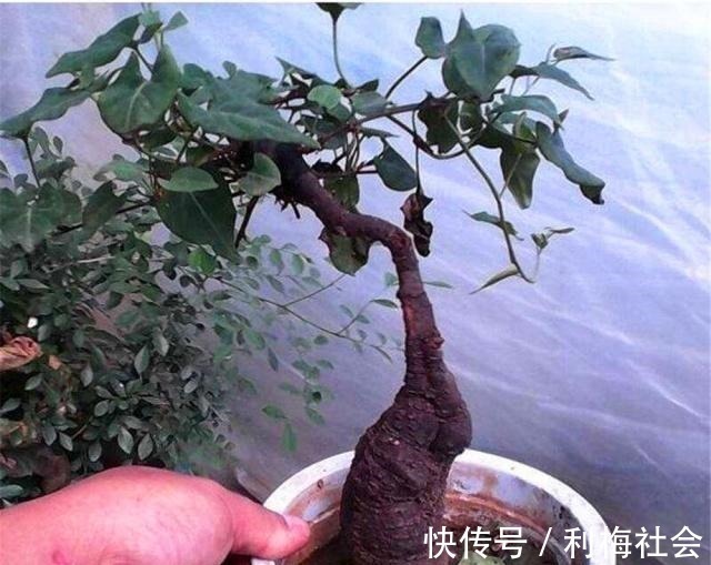 灵芝|4种“名贵中药”做盆景,一养就是30年,土豪出价“5万”都不卖!