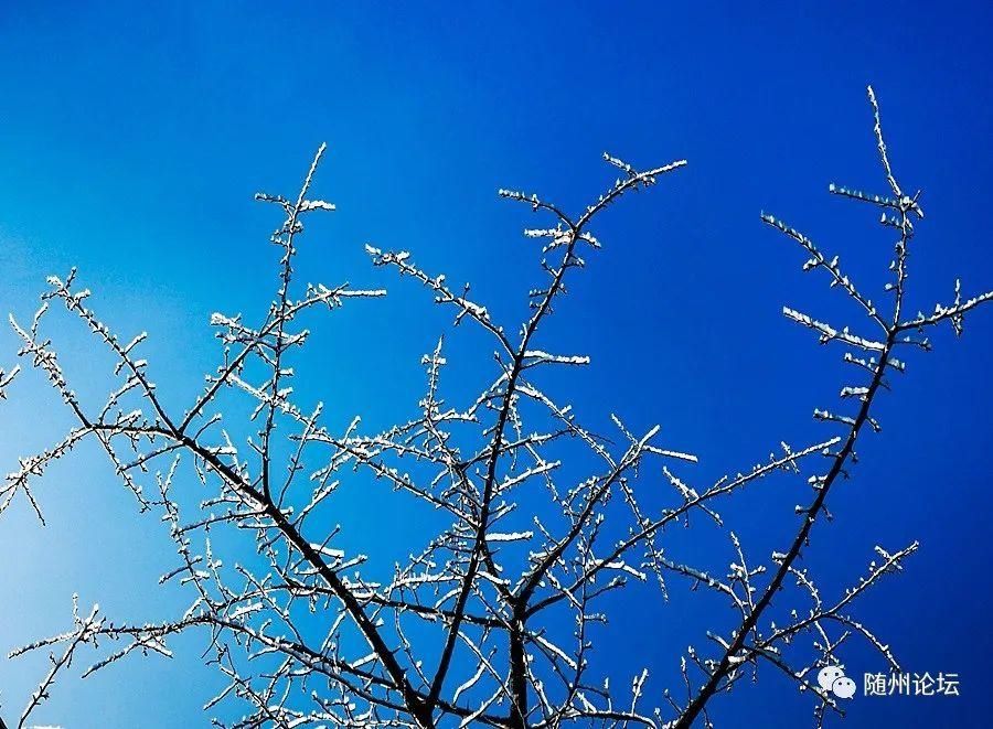 游人|大洪山冰雕奇观！银装素裹·玉树琼枝·游人络绎！