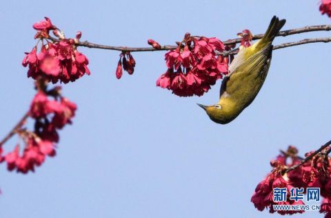 鸟语花香春色美