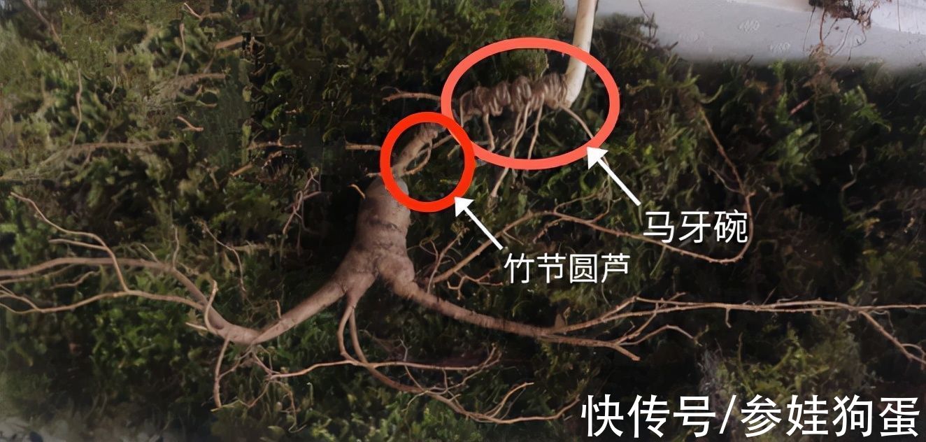 野生人参纯度鉴别