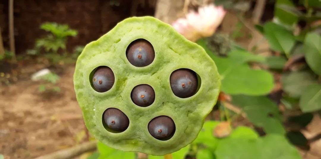 莲须|一物“六药”,全身都是宝!清心安神,补脾止泻,搭配这4种方法效果更好