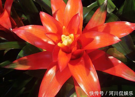 养花试试此几款，全年开花不停，一开就是300天，家里变花海