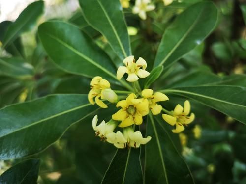 路边的海桐花，花开正盛，清雅芳香